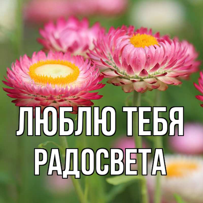 Картинка Люблю тебя, Радосвета