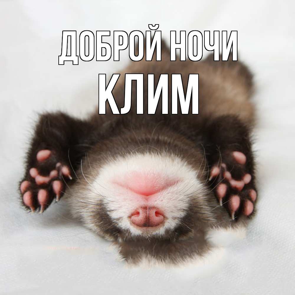 Открытка на каждый день с именем, Клим Доброй ночи зверек Прикольная открытка с пожеланием онлайн скачать бесплатно 
