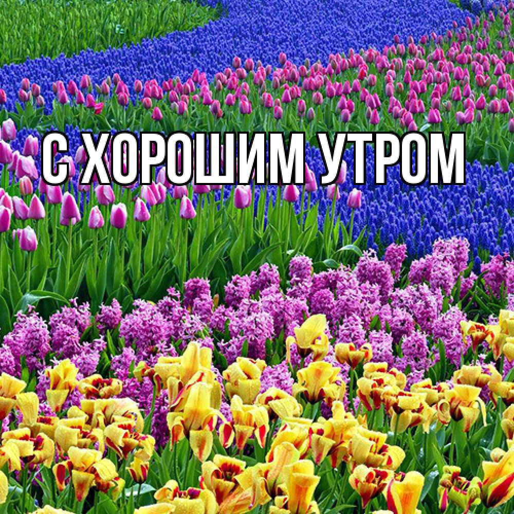 Открытка на каждый день с именем, Исай Люблю тебя цветы Прикольная открытка с пожеланием онлайн скачать бесплатно 