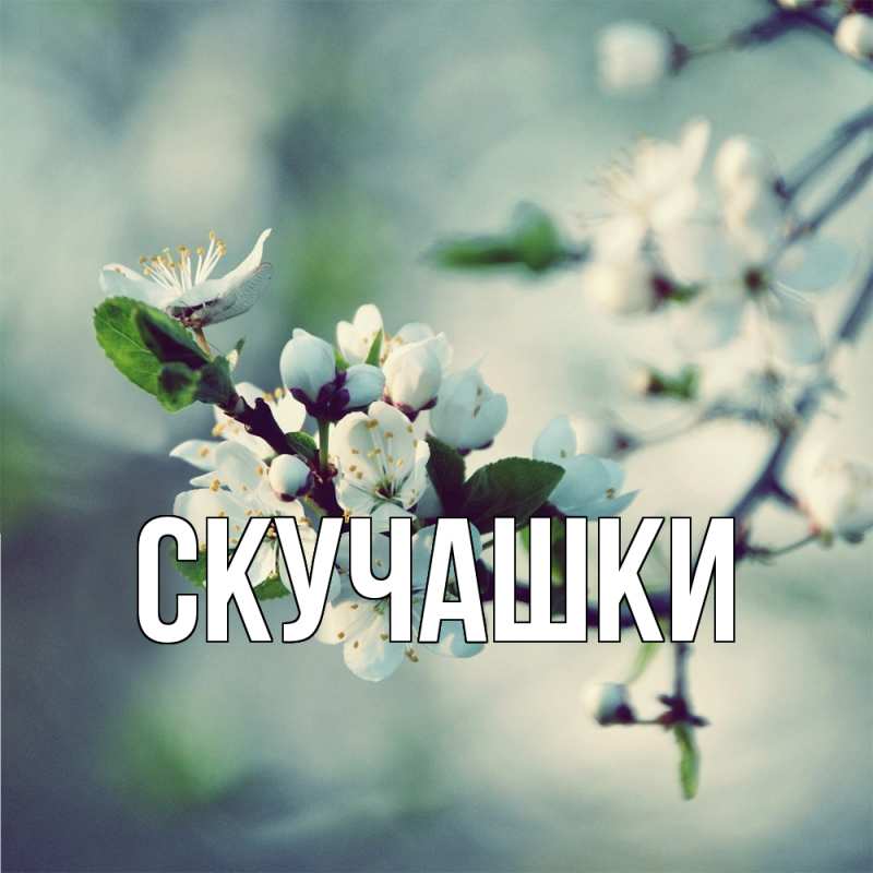 Картинка Скучашки, 