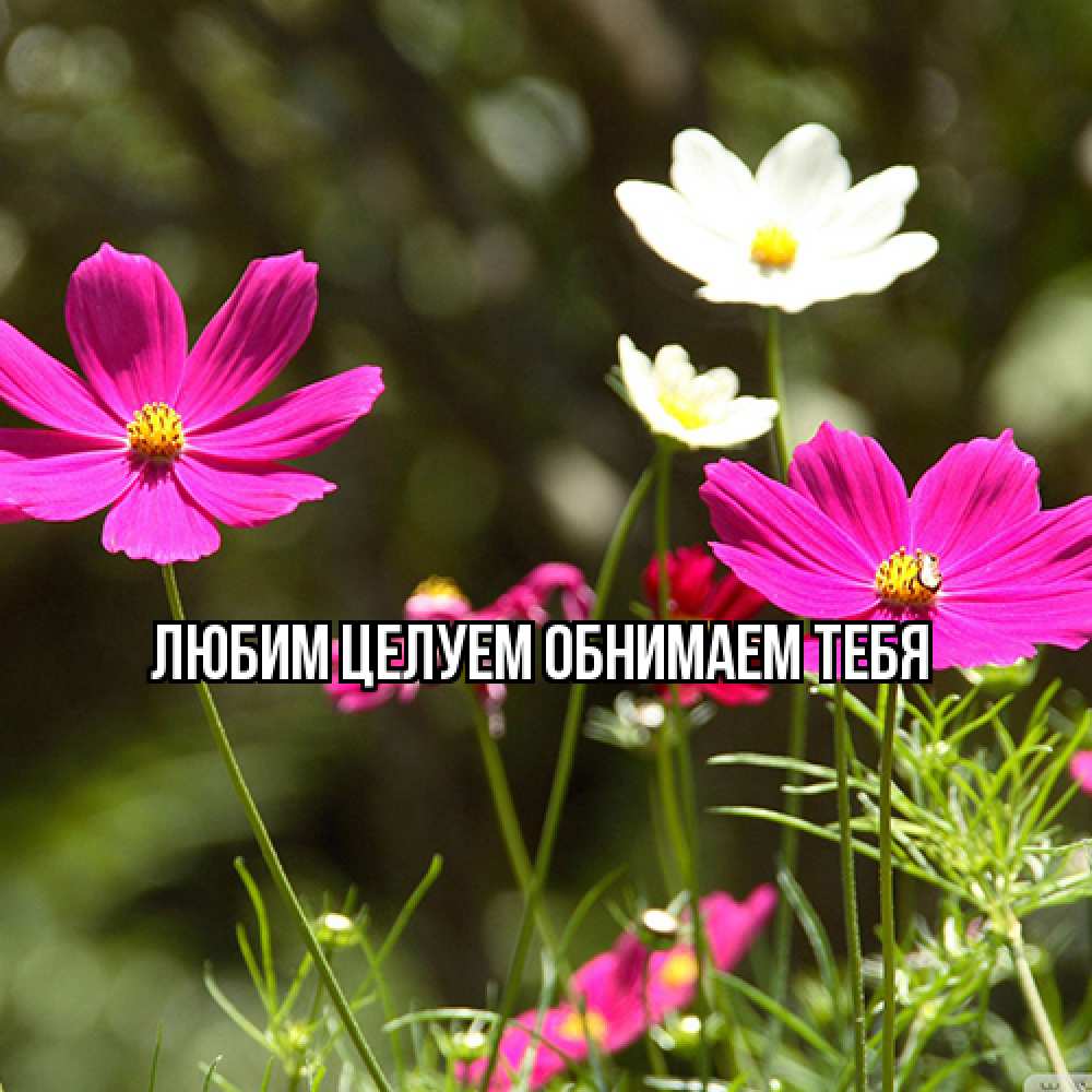 Открытка на каждый день с именем, Ненаглядный-мой Люблю тебя цветы Прикольная открытка с пожеланием онлайн скачать бесплатно 