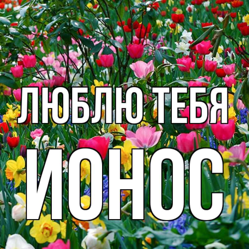 Картинка Люблю тебя, Ионос
