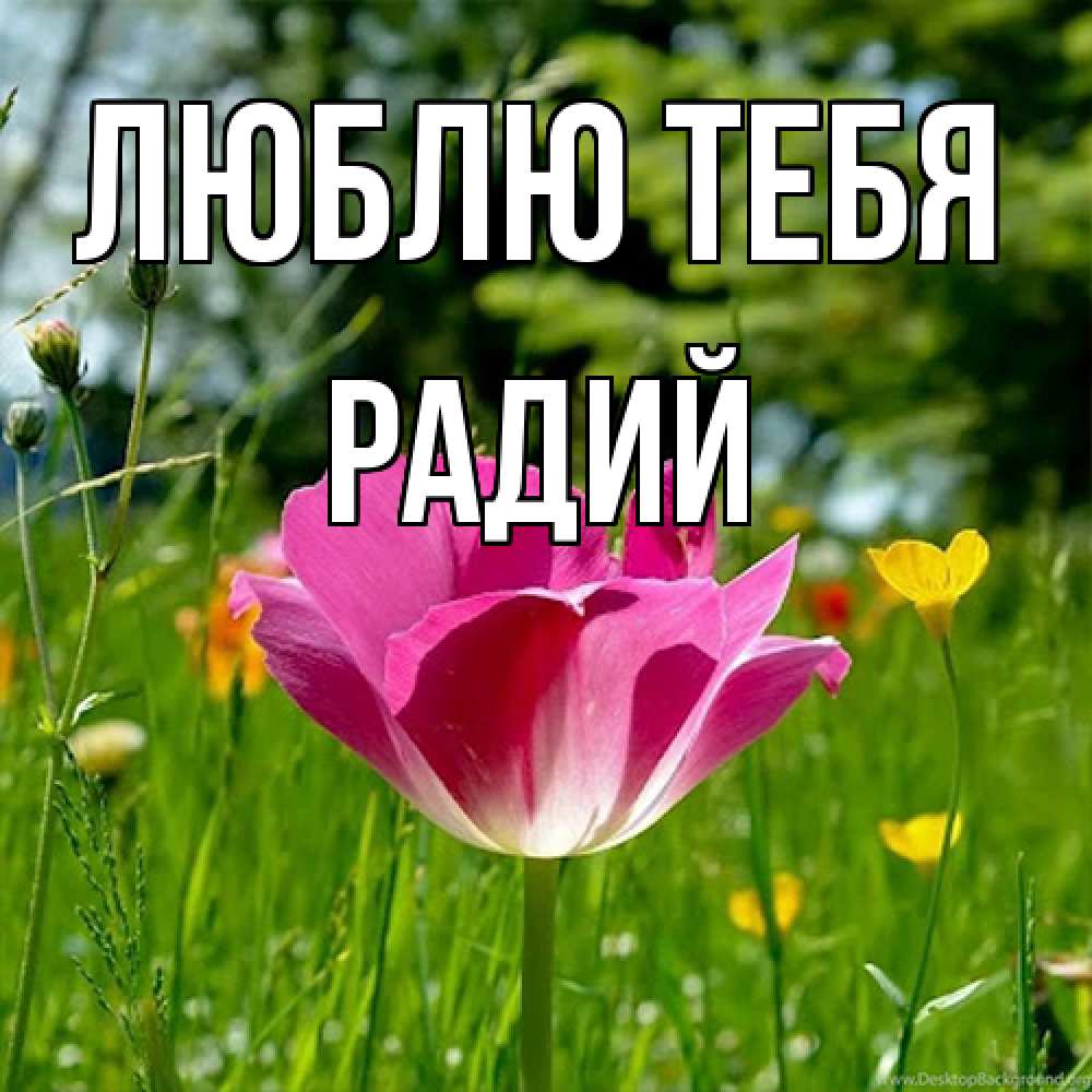 Открытка на каждый день с именем, Радий Люблю тебя полевые цветы Прикольная открытка с пожеланием онлайн скачать бесплатно 