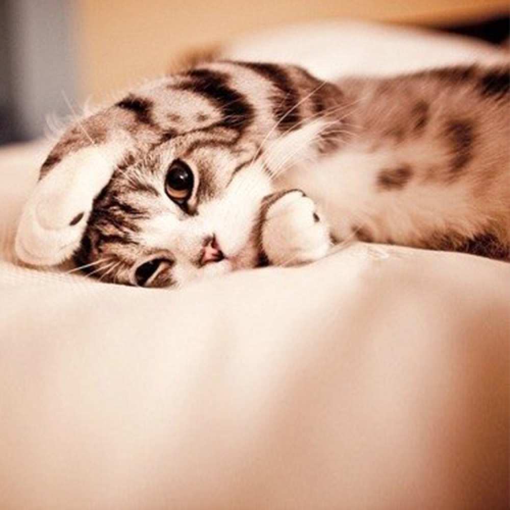 Открытка на каждый день с именем, Аполлинарий Доброй ночи сладких снов с животными Прикольная открытка с пожеланием онлайн скачать бесплатно 