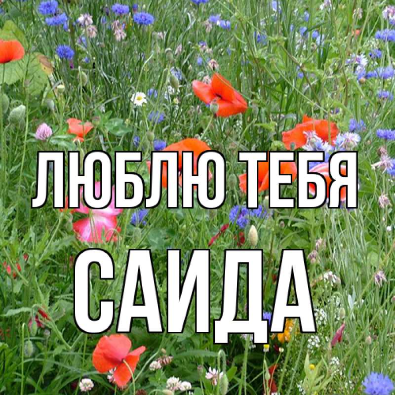 Картинка Люблю тебя, Саида