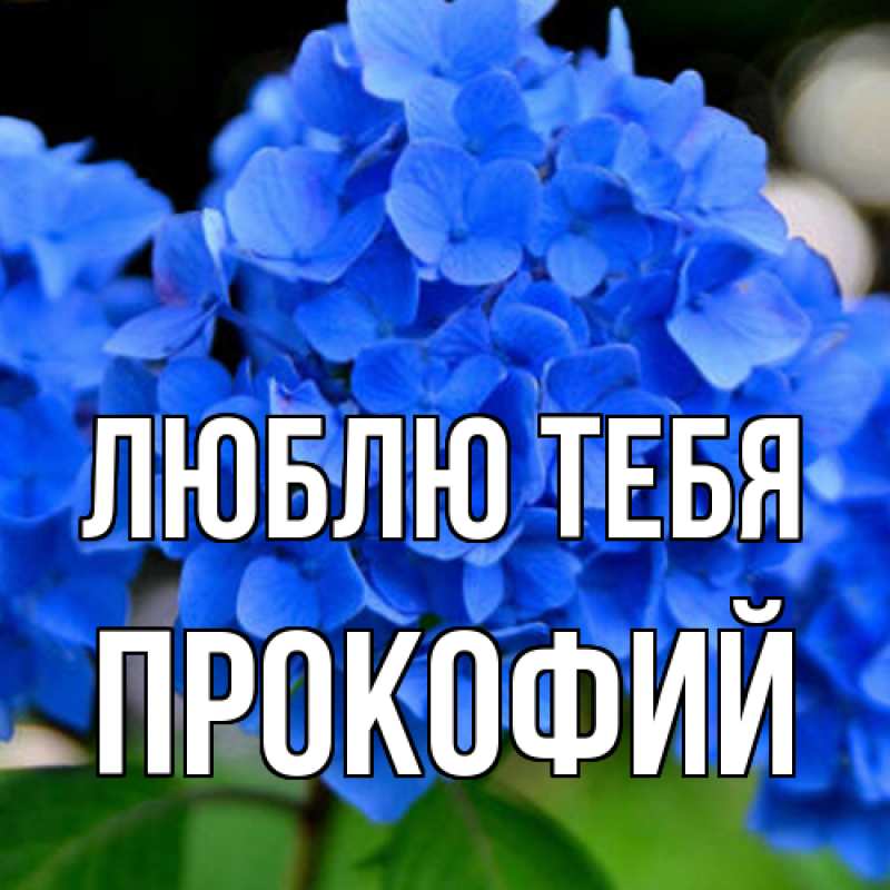 Картинка Люблю тебя, Прокофий