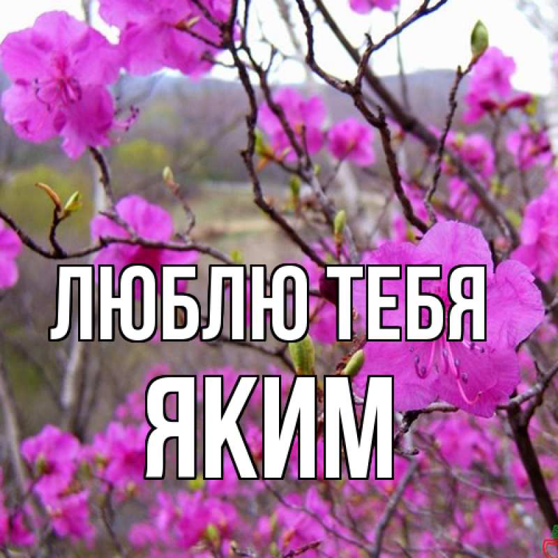 Картинка Люблю тебя, Яким