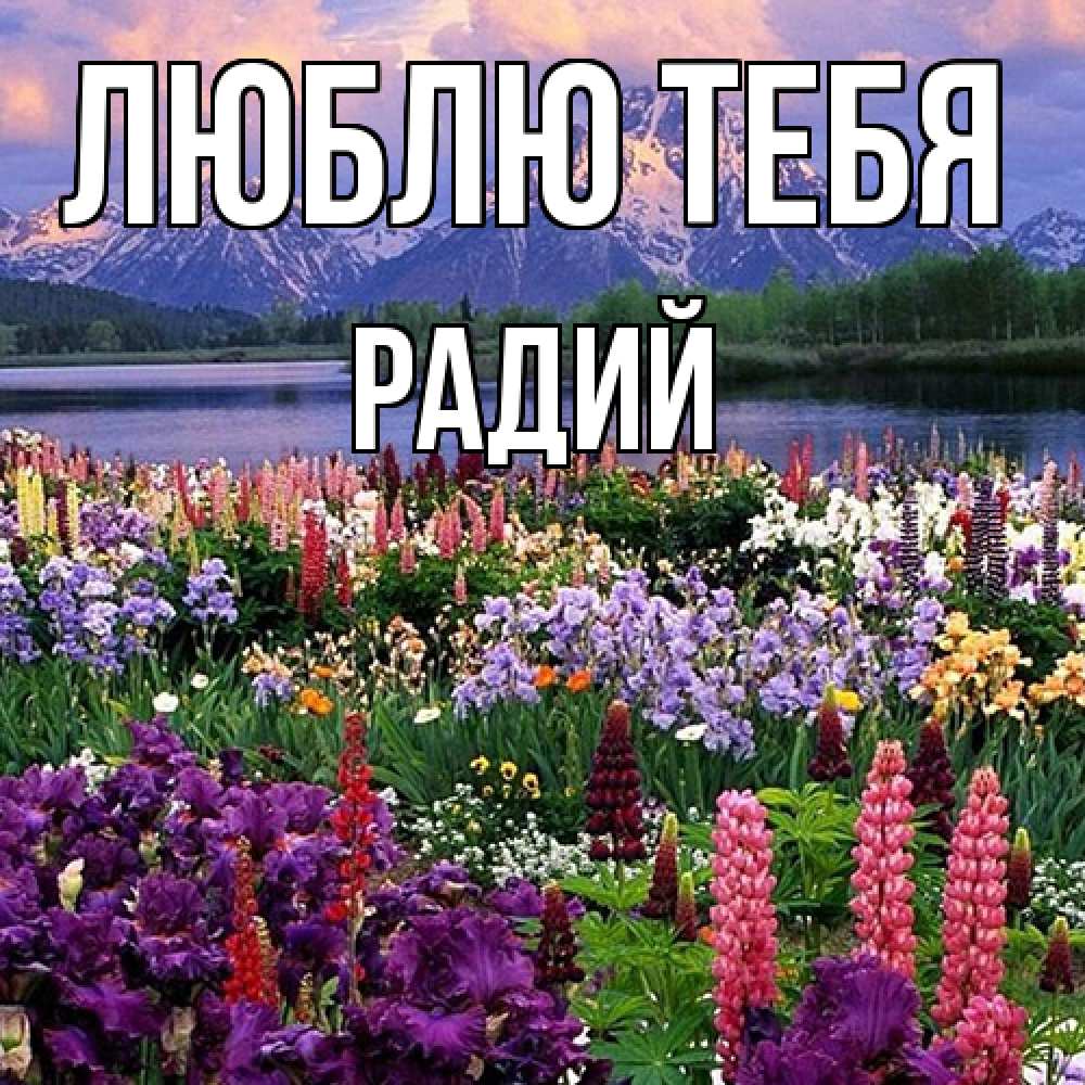 Открытка на каждый день с именем, Радий Люблю тебя международный женский день Прикольная открытка с пожеланием онлайн скачать бесплатно 