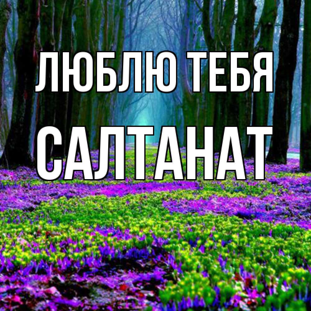 Открытка на каждый день с именем, Салтанат Люблю тебя фиолетовые цветы в лесу 1 Прикольная открытка с пожеланием онлайн скачать бесплатно 