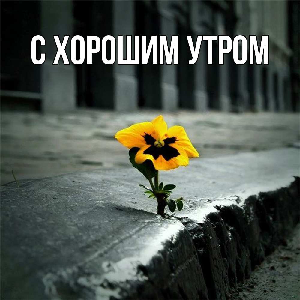 Открытка на каждый день с именем, Дамира Скучашки надеюсь будет лучше Прикольная открытка с пожеланием онлайн скачать бесплатно 