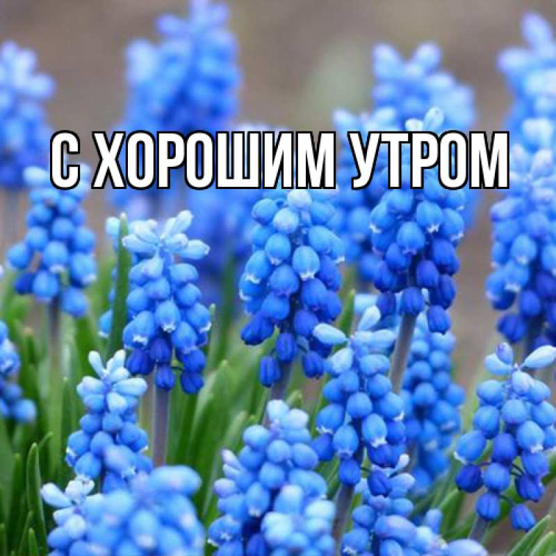 Картинка Люблю тебя, Мира