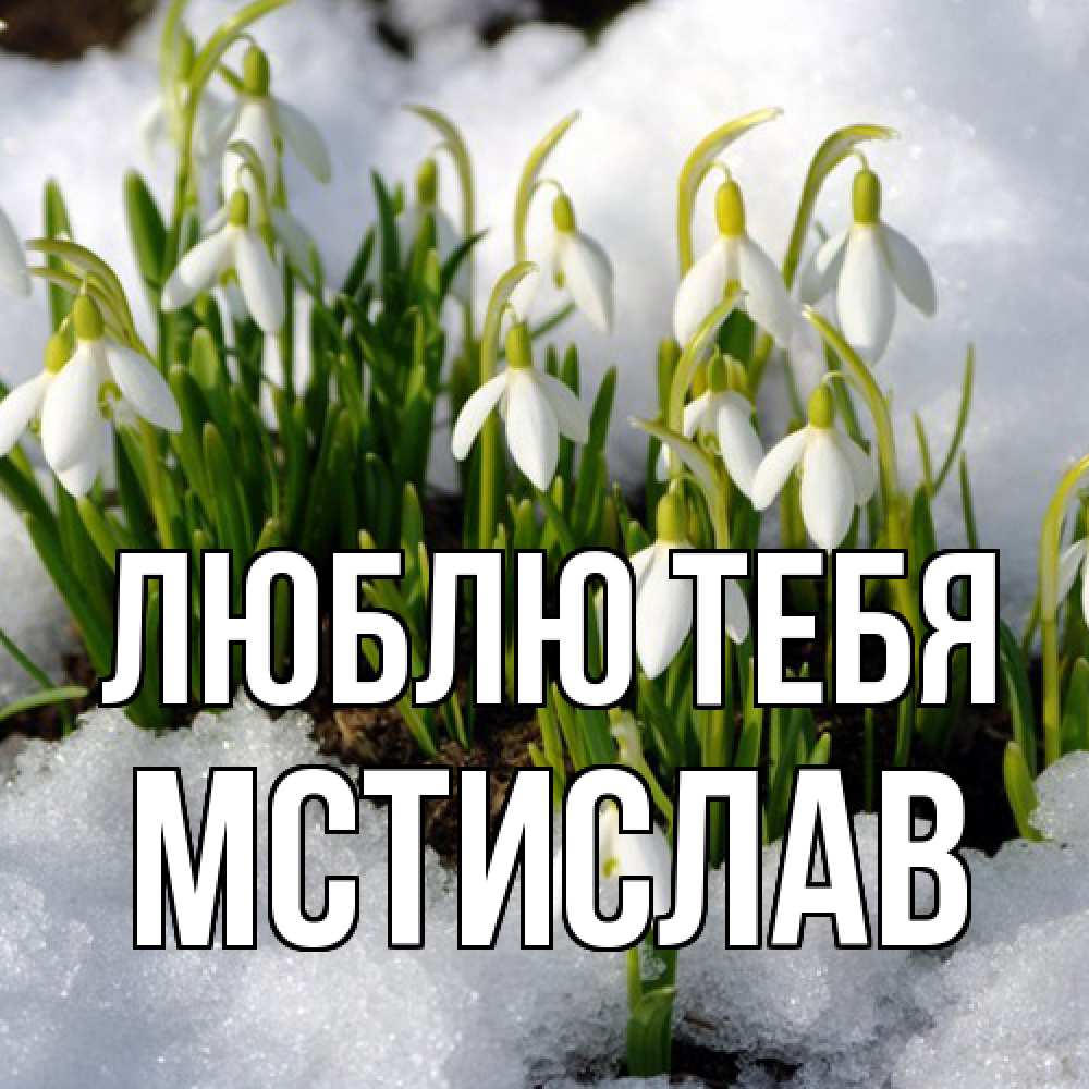 Открытка на каждый день с именем, Мстислав Люблю тебя цветы весенние Прикольная открытка с пожеланием онлайн скачать бесплатно 