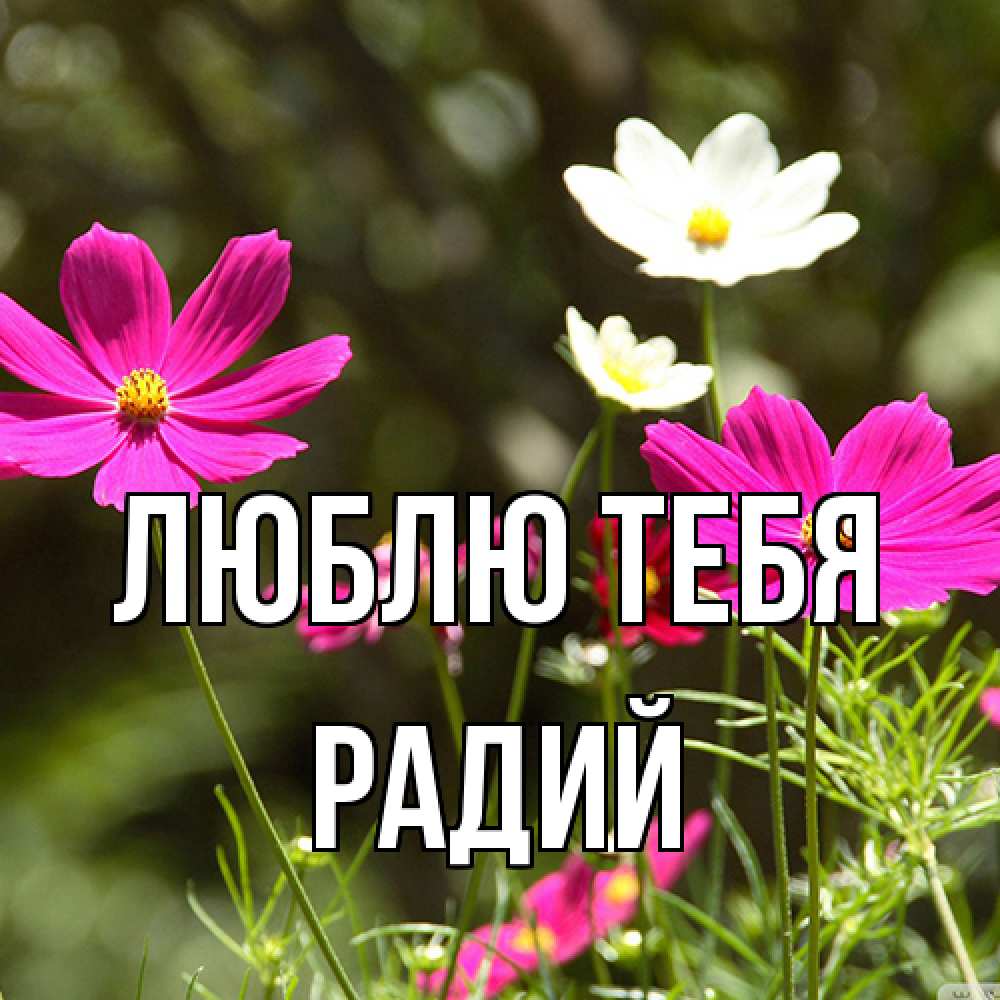 Открытка на каждый день с именем, Радий Люблю тебя цветы Прикольная открытка с пожеланием онлайн скачать бесплатно 