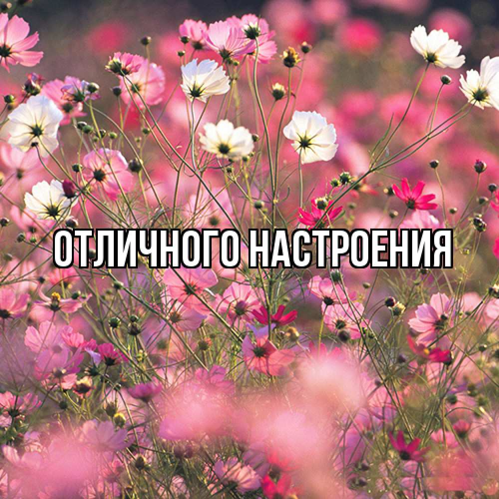 Открытка на каждый день с именем, Радосвета Люблю тебя красиво 1 Прикольная открытка с пожеланием онлайн скачать бесплатно 