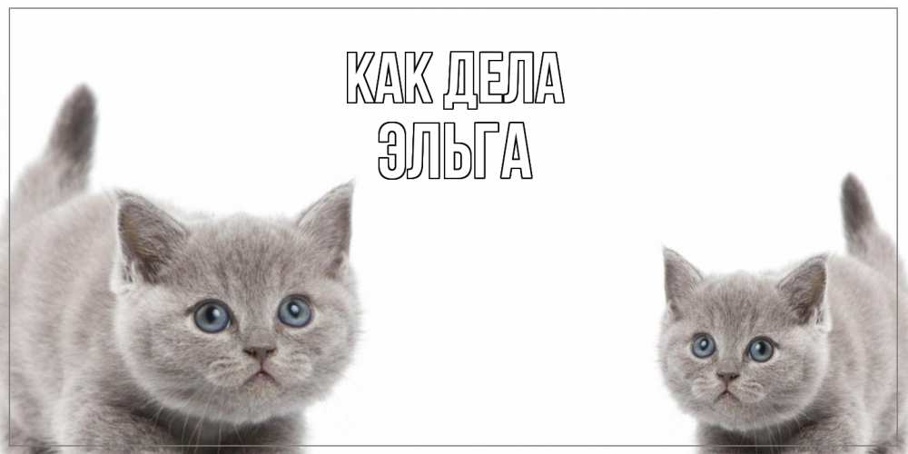 Открытка на каждый день с именем, Эльга Как дела коты Прикольная открытка с пожеланием онлайн скачать бесплатно 