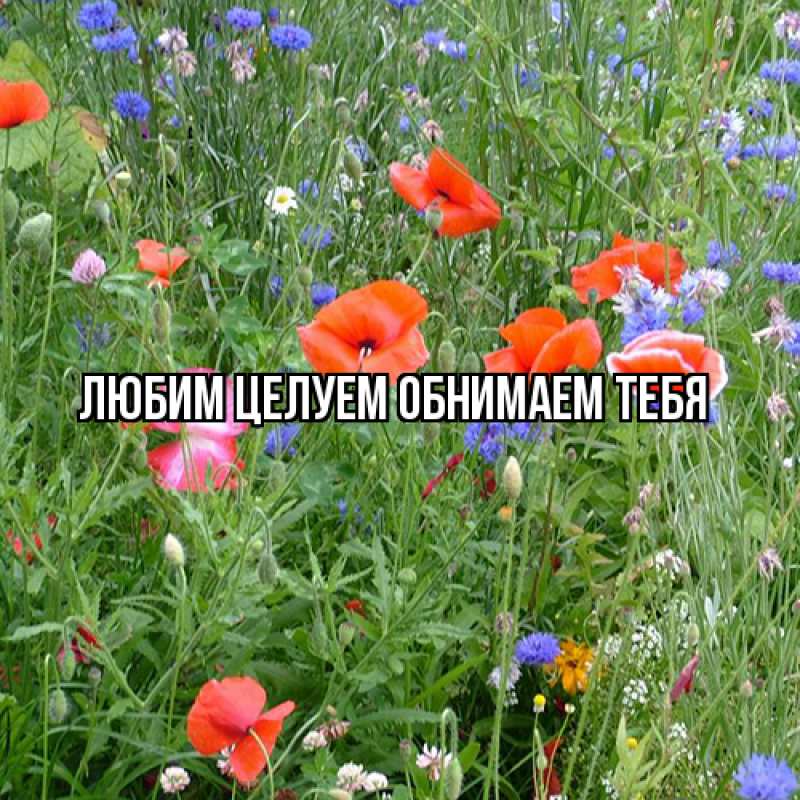 Картинка Люблю тебя, Ненаглядный мой