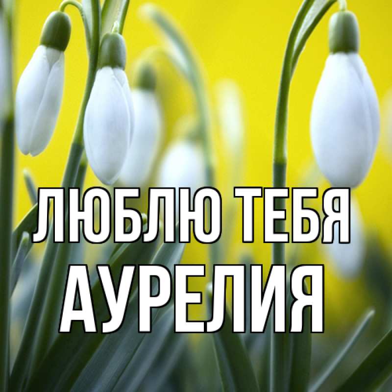 Картинка Люблю тебя, Аурелия