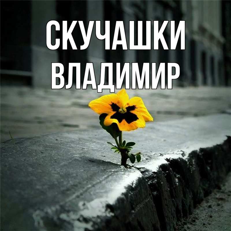 Открытка с именем, Владимир, Скучашки