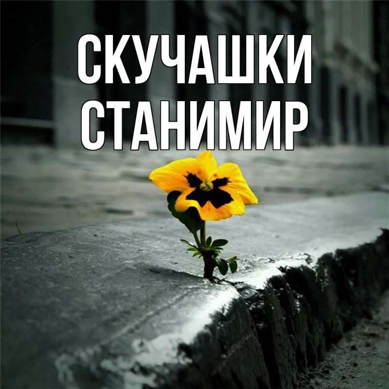 Картинка Скучашки, Станимир