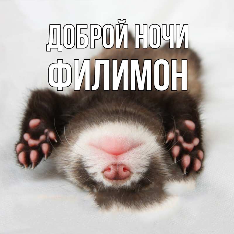 Картинка Доброй ночи, Филимон