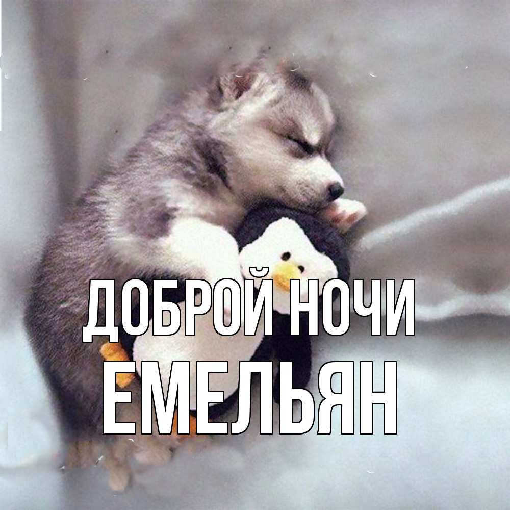 Открытка на каждый день с именем, Емельян Доброй ночи обнимашки щенка и пингвина Прикольная открытка с пожеланием онлайн скачать бесплатно 
