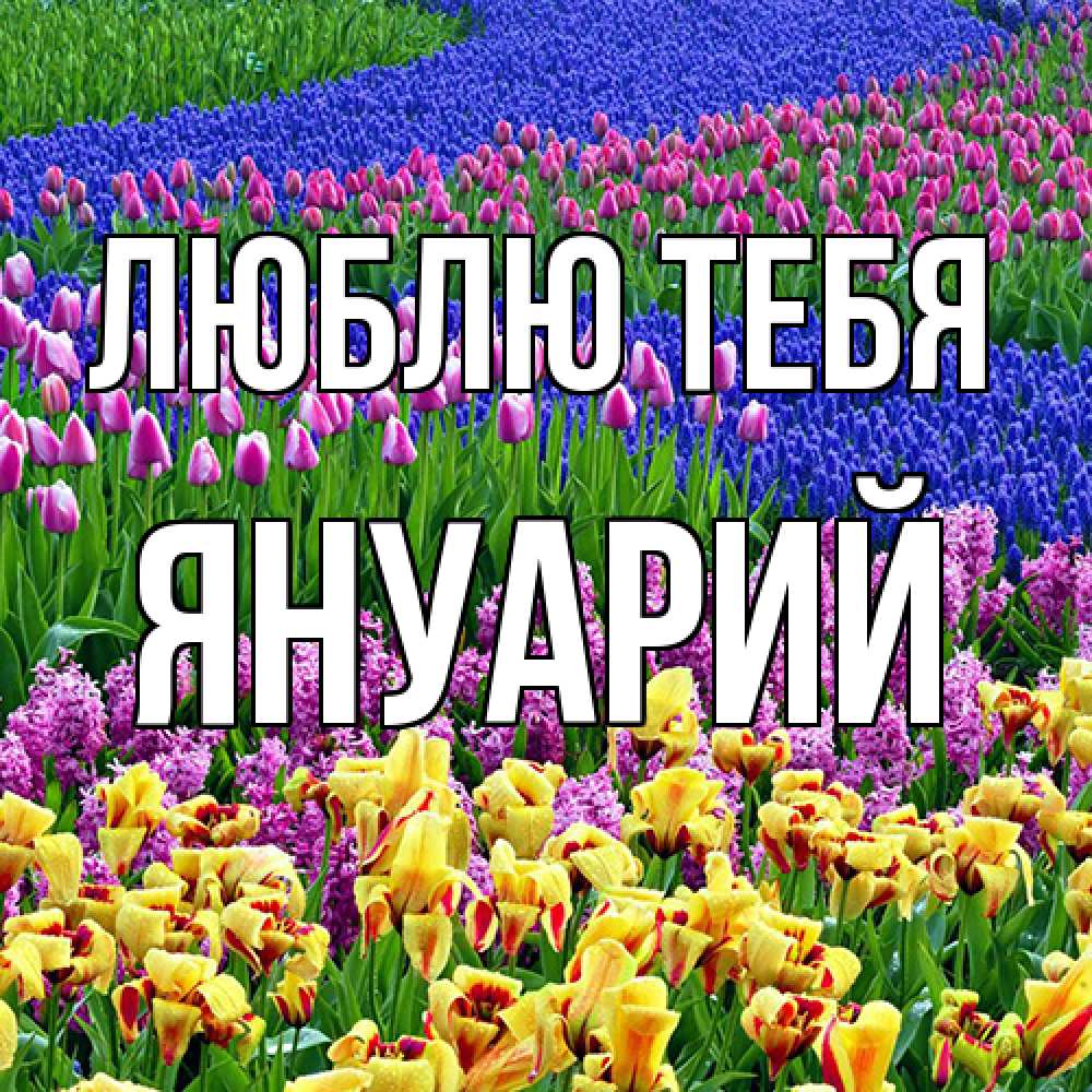 Открытка на каждый день с именем, Януарий Люблю тебя цветы Прикольная открытка с пожеланием онлайн скачать бесплатно 