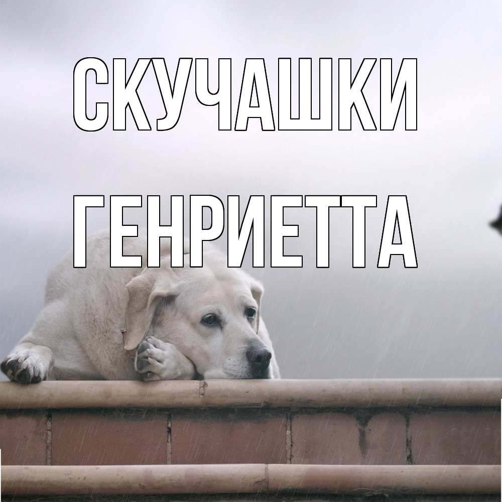 Открытка на каждый день с именем, Генриетта Скучашки ждет Прикольная открытка с пожеланием онлайн скачать бесплатно 