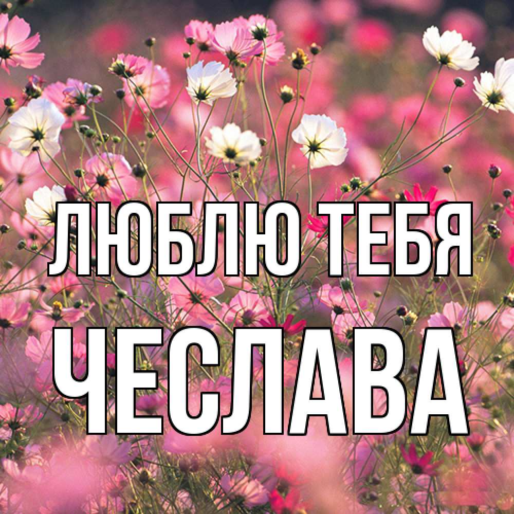 Открытка на каждый день с именем, Чеслава Люблю тебя красиво 1 Прикольная открытка с пожеланием онлайн скачать бесплатно 