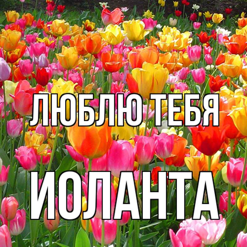 Картинка Люблю тебя, Иоланта