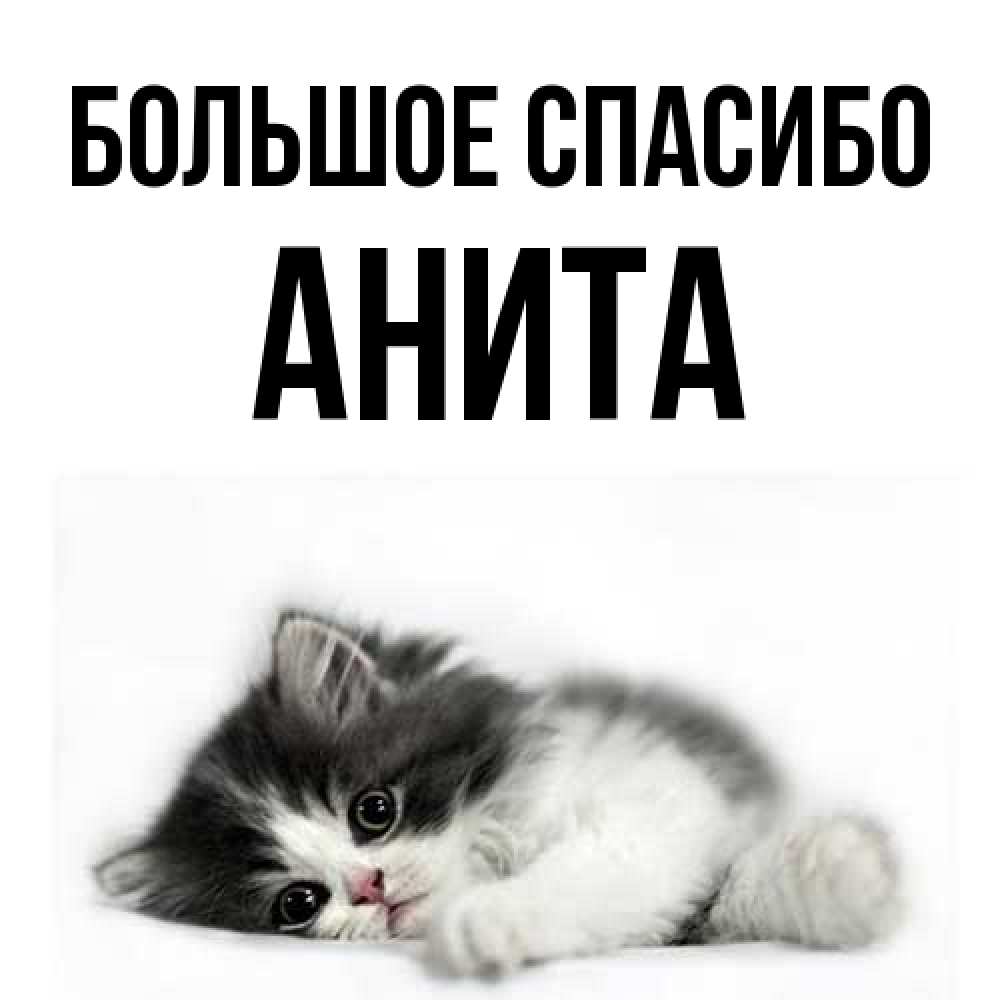 Открытка на каждый день с именем, Анита Большое спасибо черный и белый кот Прикольная открытка с пожеланием онлайн скачать бесплатно 