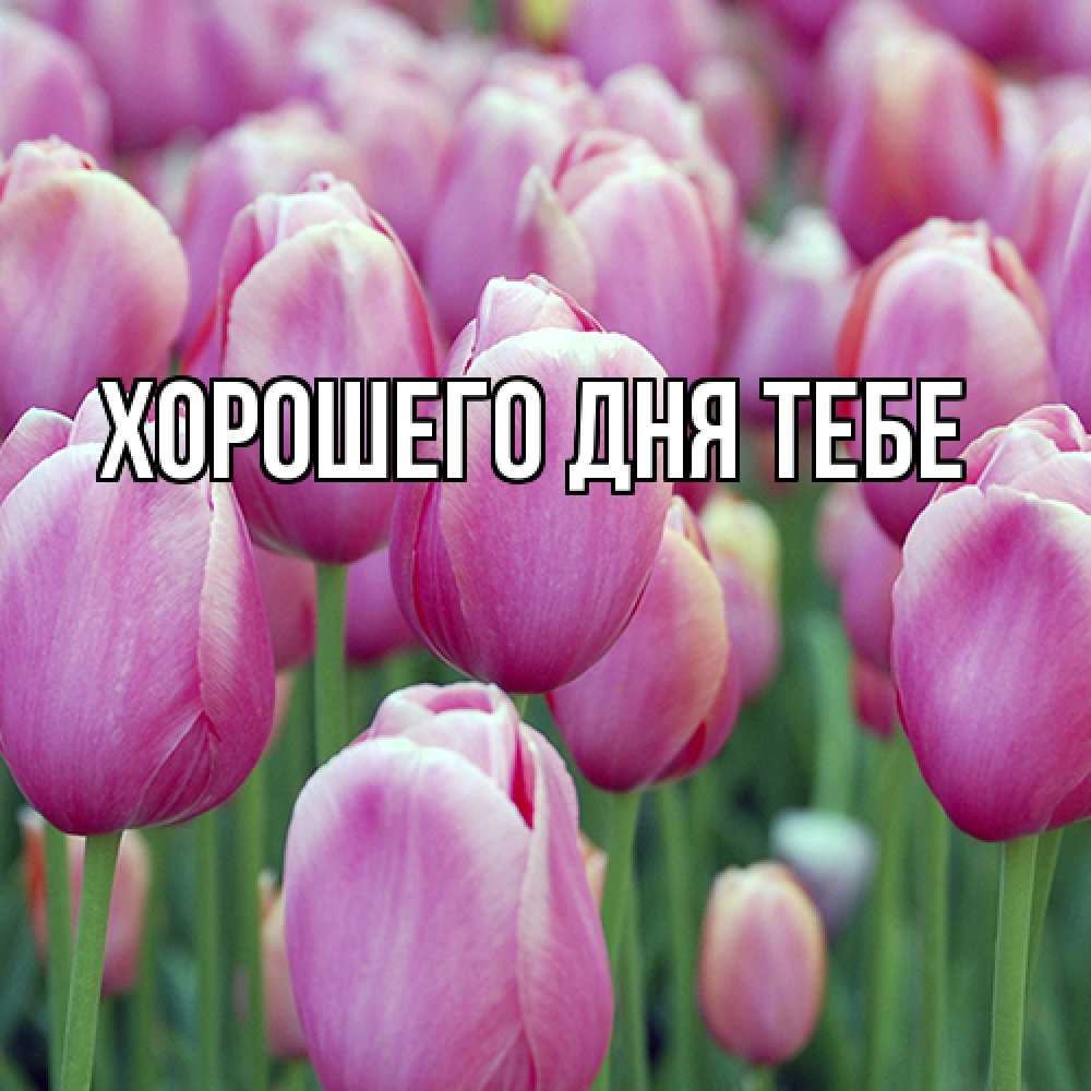 Открытка на каждый день с именем, Густав Люблю тебя на международный женский день 3 Прикольная открытка с пожеланием онлайн скачать бесплатно 