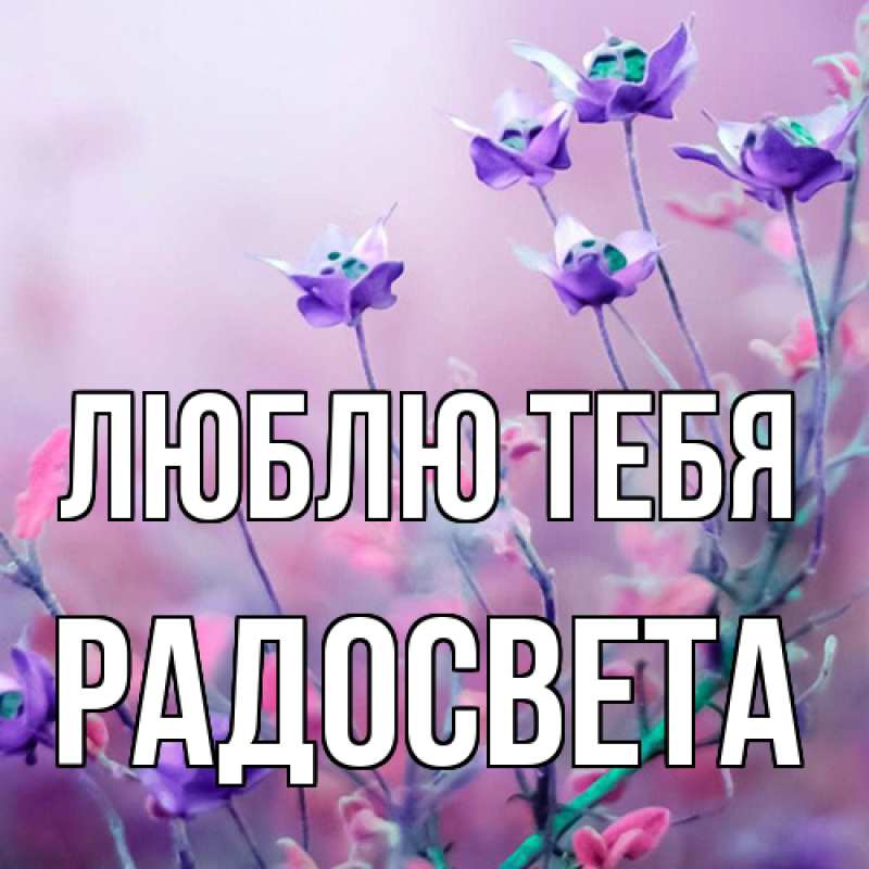 Картинка Люблю тебя, Радосвета