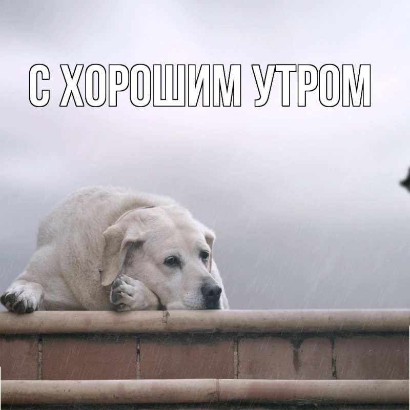 Картинка Скучашки, Густав