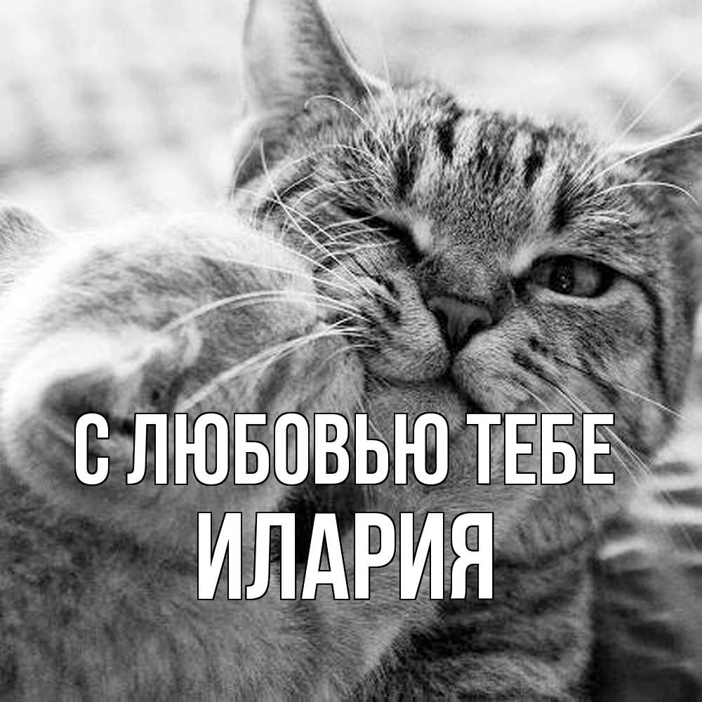 Открытка на каждый день с именем, Илария С любовью тебе коты Прикольная открытка с пожеланием онлайн скачать бесплатно 