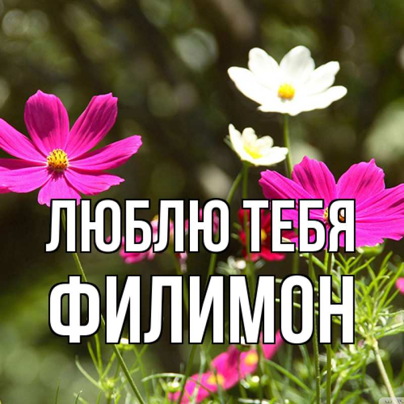 Картинка Люблю тебя, Филимон