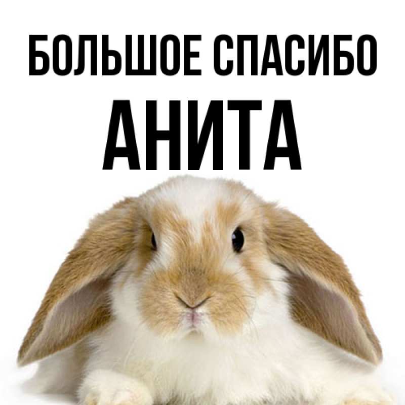 Картинка Большое спасибо, Анита