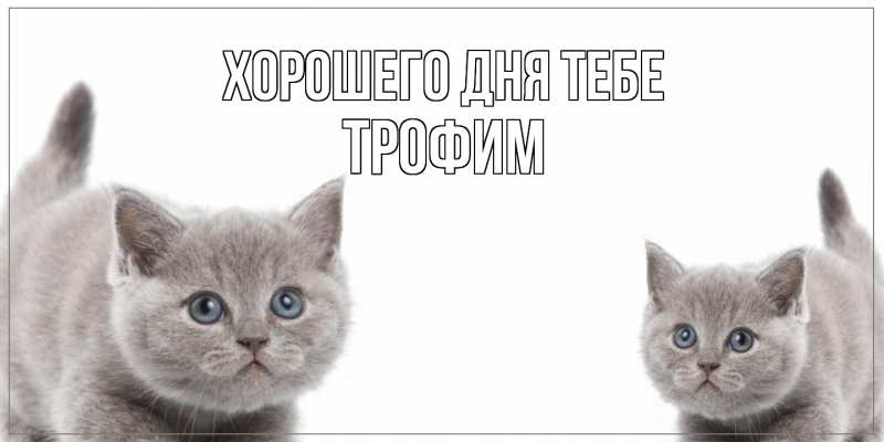 Картинка Хорошего дня тебе, Трофим
