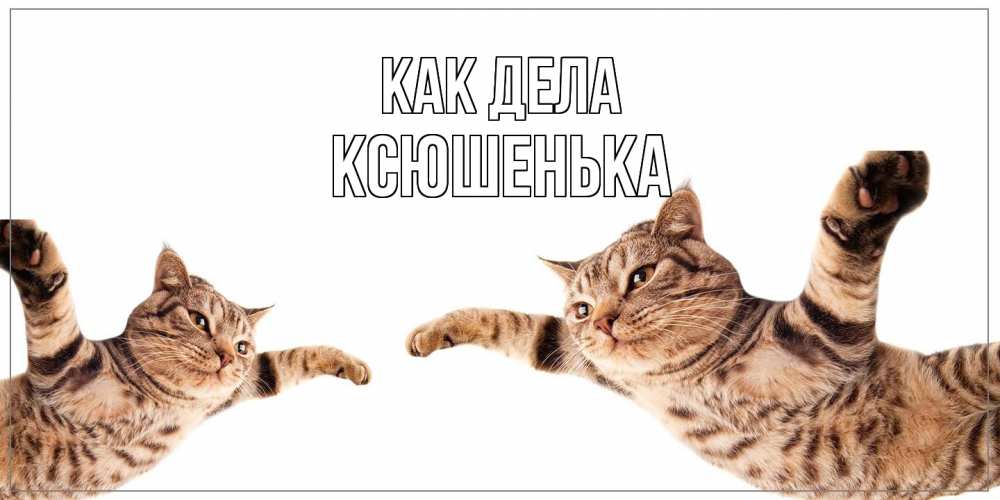 Открытка на каждый день с именем, Ксюшенька Как дела кот Прикольная открытка с пожеланием онлайн скачать бесплатно 