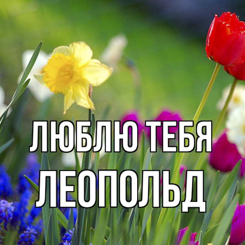 Картинка Люблю тебя, Леопольд