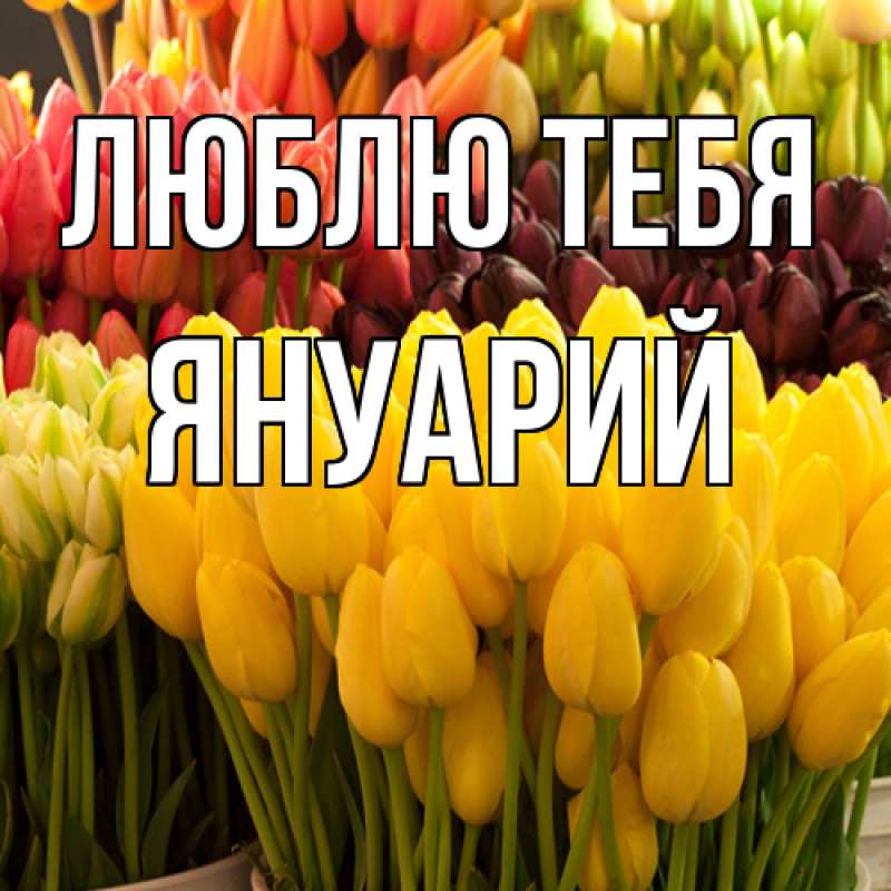 Картинка Люблю тебя, Януарий