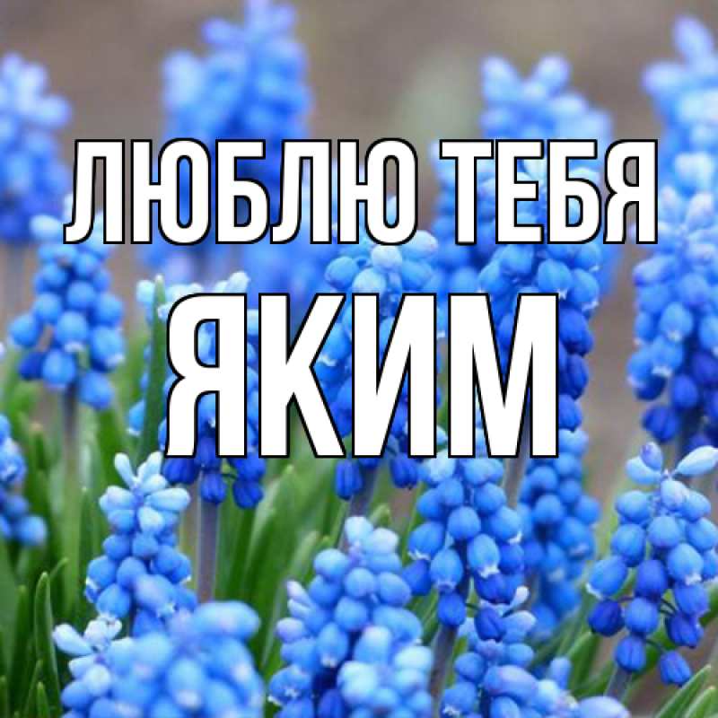 Картинка Люблю тебя, Яким