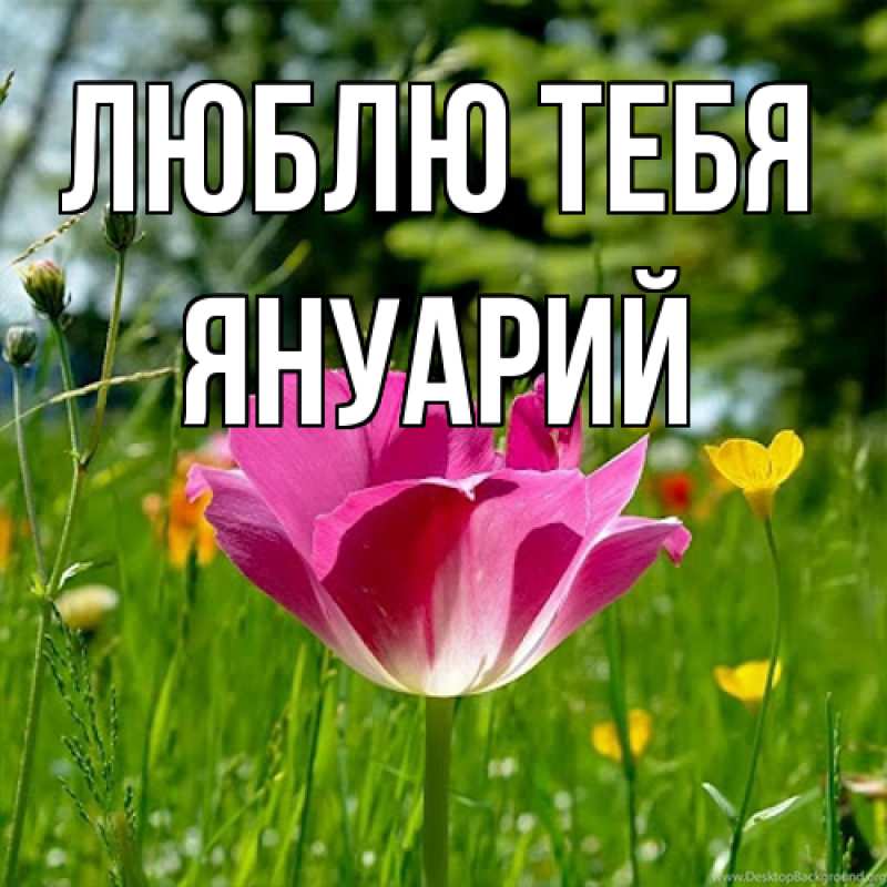 Картинка Люблю тебя, Януарий