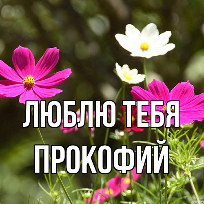 Картинка Люблю тебя, Прокофий