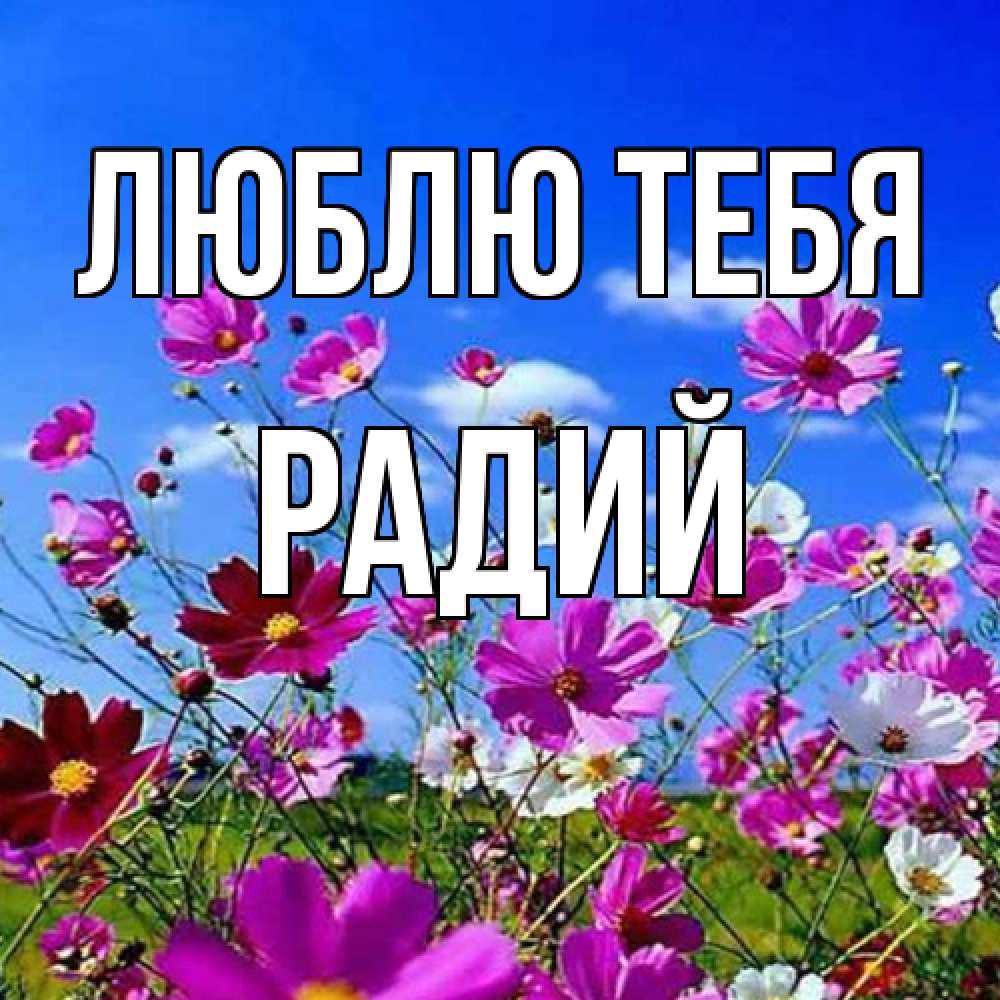 Открытка на каждый день с именем, Радий Люблю тебя цветы Прикольная открытка с пожеланием онлайн скачать бесплатно 