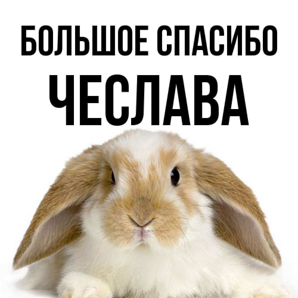 Открытка на каждый день с именем, Чеслава Большое спасибо коричнево белый заяц Прикольная открытка с пожеланием онлайн скачать бесплатно 