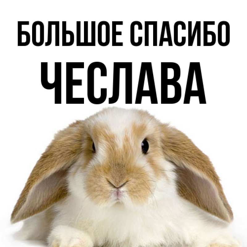 Картинка Большое спасибо, Чеслава