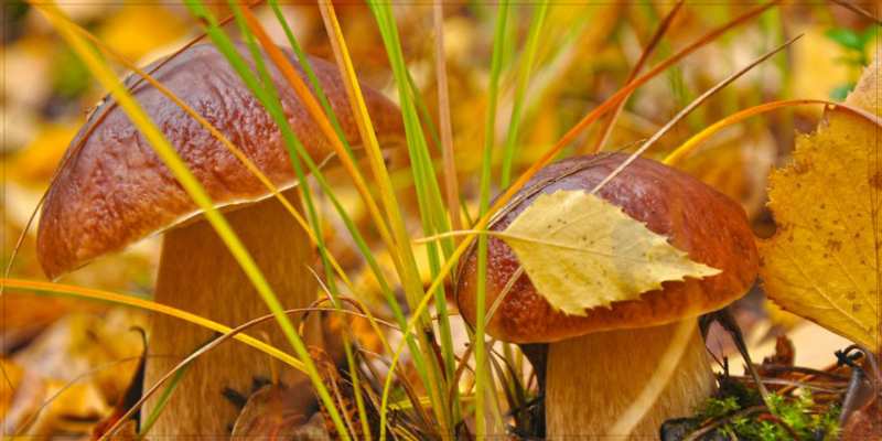 Картинка С хорошим утром, Аполлинарий