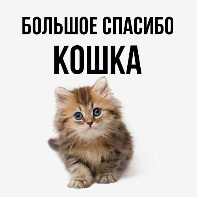 Открытка с именем, Кошка, Большое спасибо