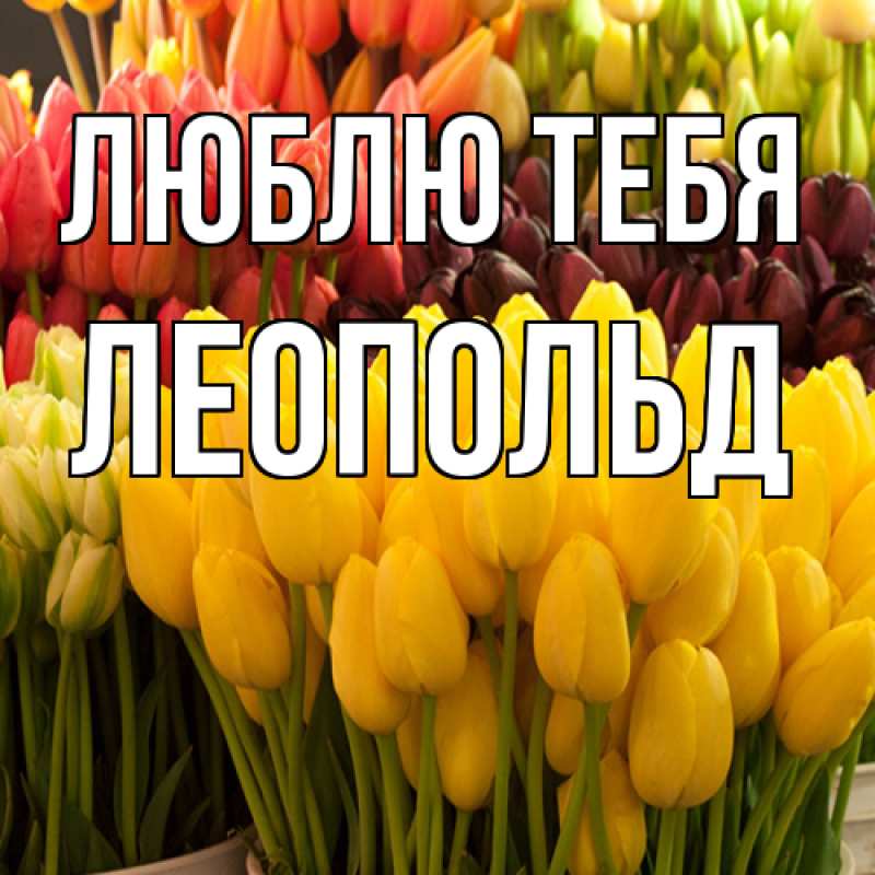 Картинка Люблю тебя, Леопольд