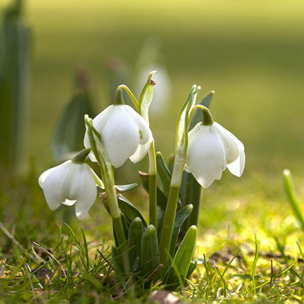 Открытка на каждый день с именем, Фердинанд Люблю тебя ранние цветы 2 Прикольная открытка с пожеланием онлайн скачать бесплатно 